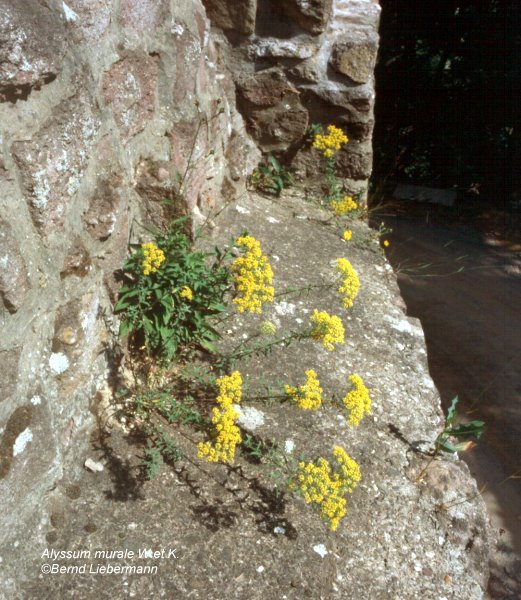 Thomas Schoepke Plant Image Gallery Brassicaceae