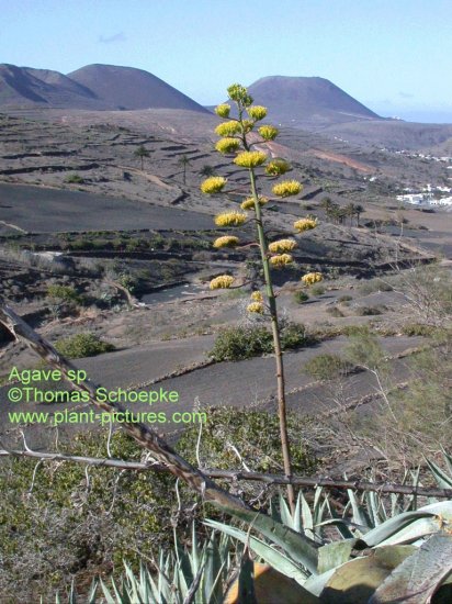 agave.jpg (73131 Byte)
