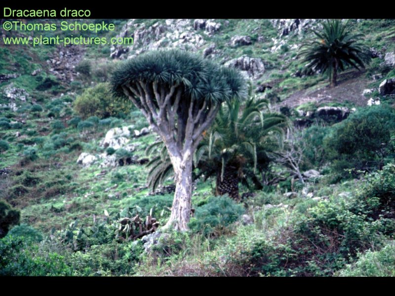 dracaena.jpg (135681 Byte)