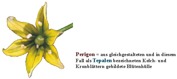 Perianth